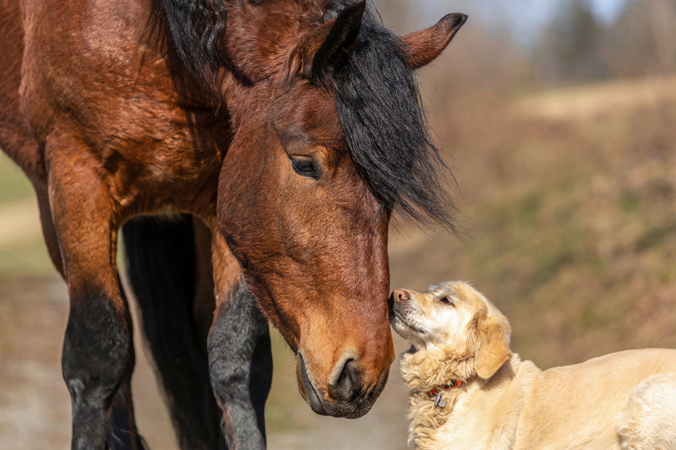 perd und hund
