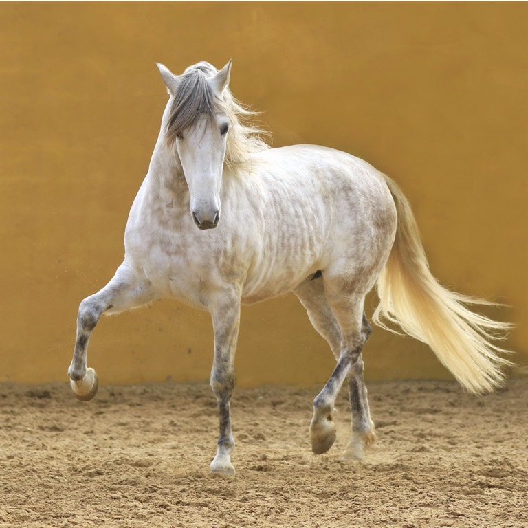 Risohorse® Ebbe-Flut-System