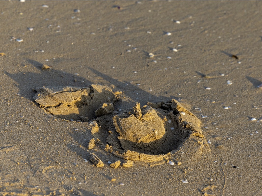 Close-up of horseshoe imprint in pure sand – additive-free Risohorse riding surface texture