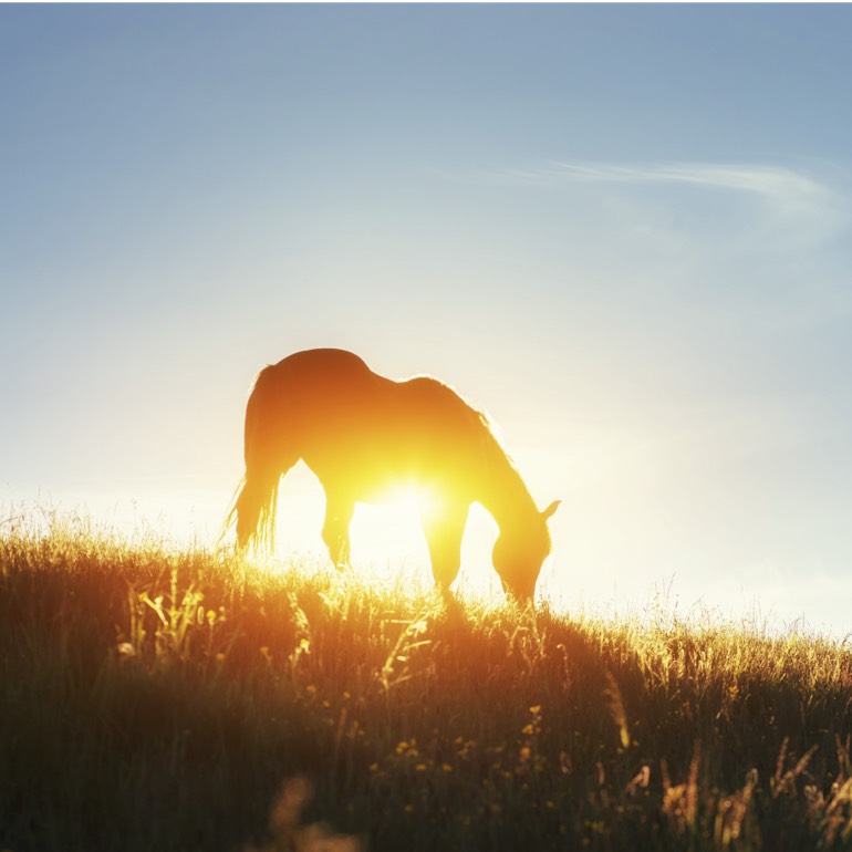 Risohorse® Ebbe-Flut-System