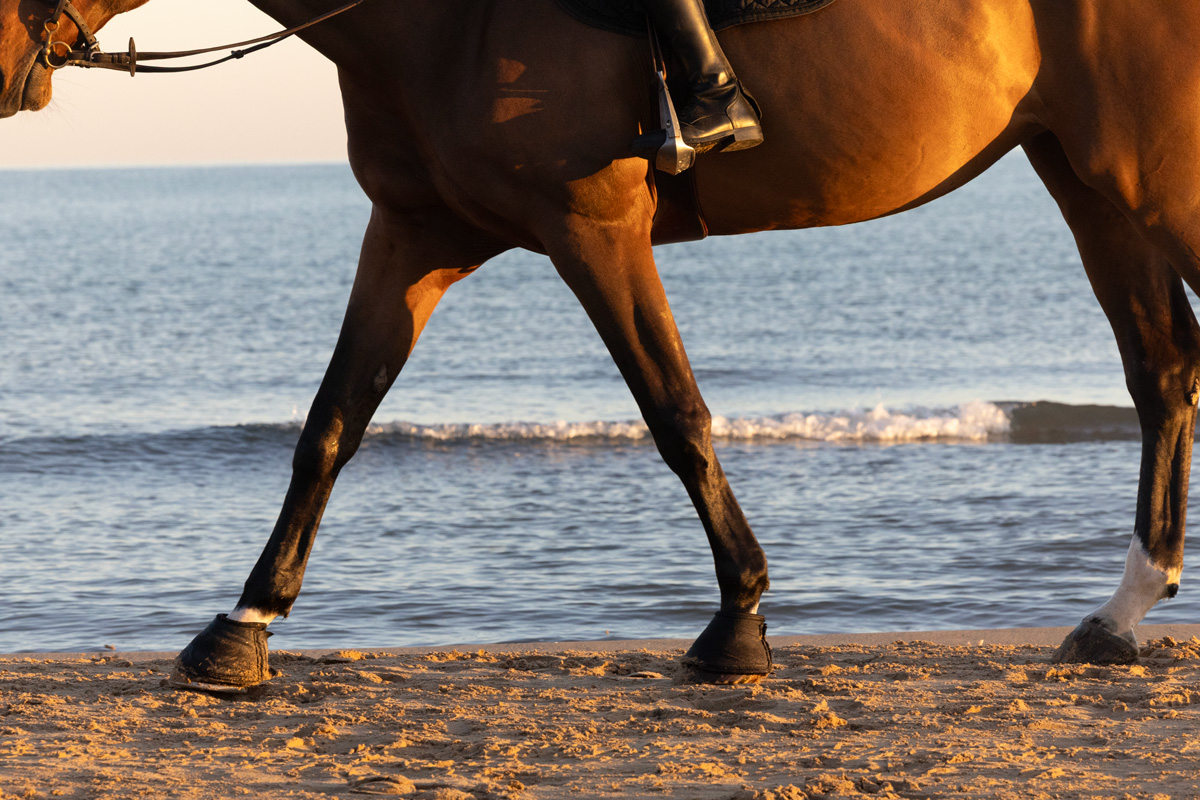 Patas de caballo en arena húmeda junto al mar – Elasticidad natural del sistema Risohorse